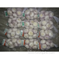 Garlic New Crop 2019